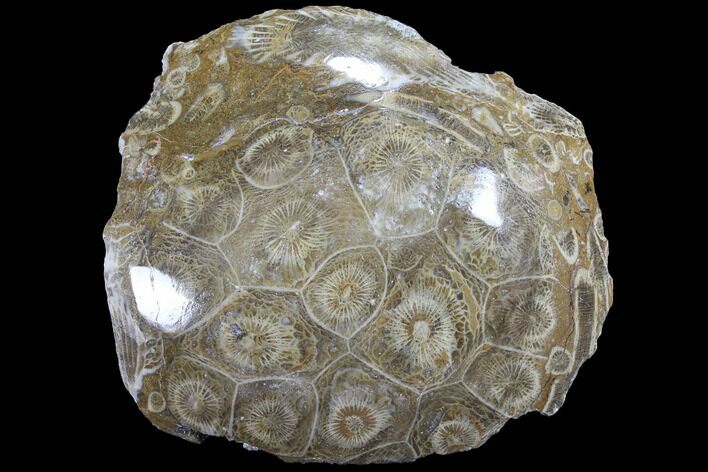 Polished Fossil Coral (Actinocyathus) - Morocco #85004